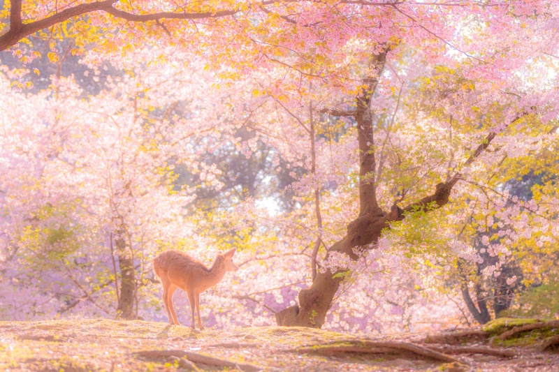和煦的春光透過粉色花瓣灑落，加上可愛的小鹿，彷彿到達童話裡的仙境。（圖／Twitter@v0_0v______mk）