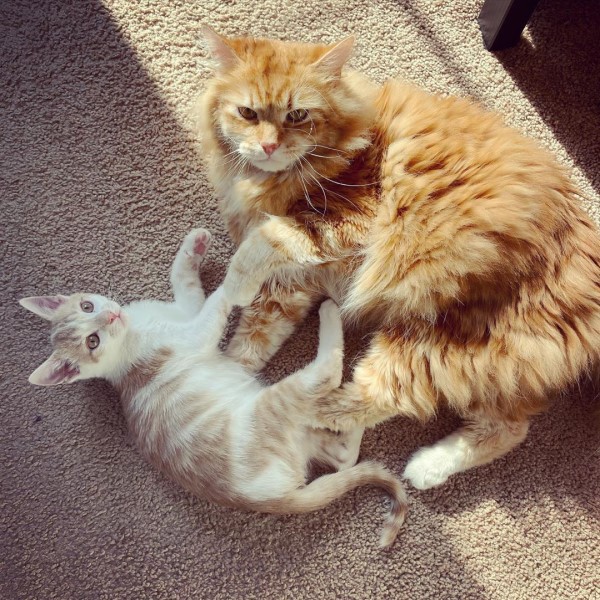 媽媽領養新小貓太害羞大橘貓努力破冰：跟我玩嘛！