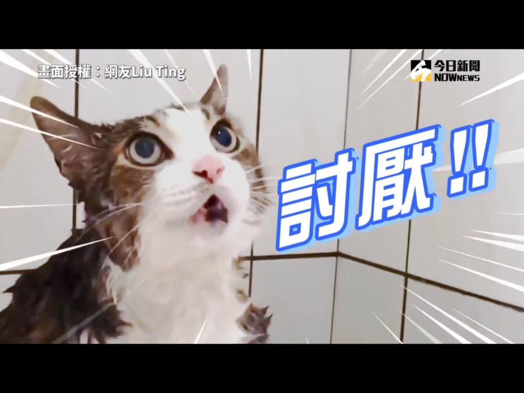 咪咪：討M～～～為什麼要洗澡啦～～（圖／網友Liu Ting提供） 