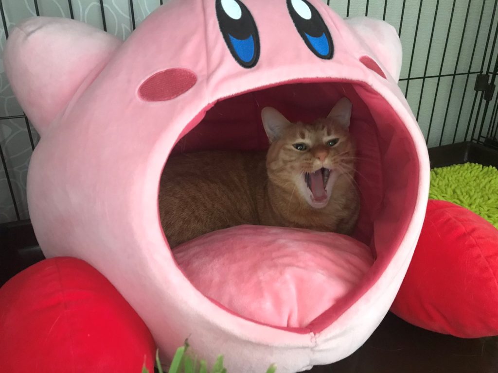 糟糕！被卡比吸進去了　可愛卡比窩為橘貓療傷