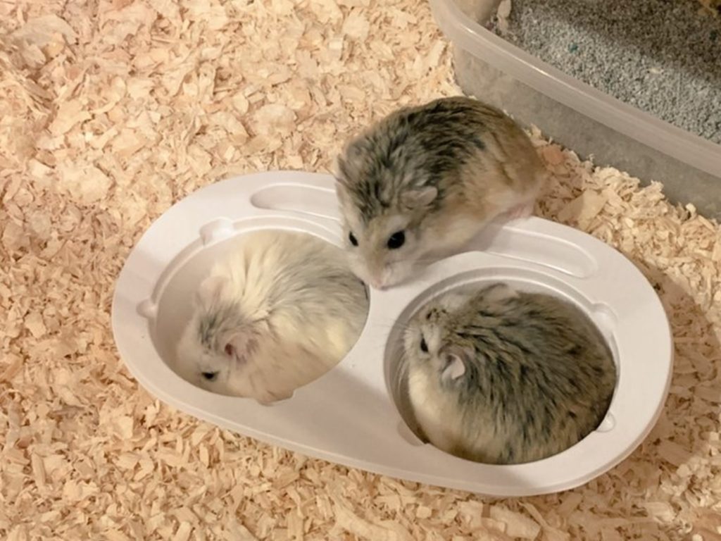 雪見大福推出新口味？圓Ｑ萌鼠意圖讓人咬一口