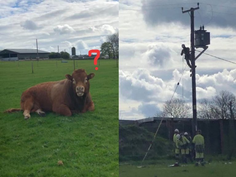 英國一隻牛牛因為搔癢而把變電箱撞落（圖／Facebook@Hazel Laughton）