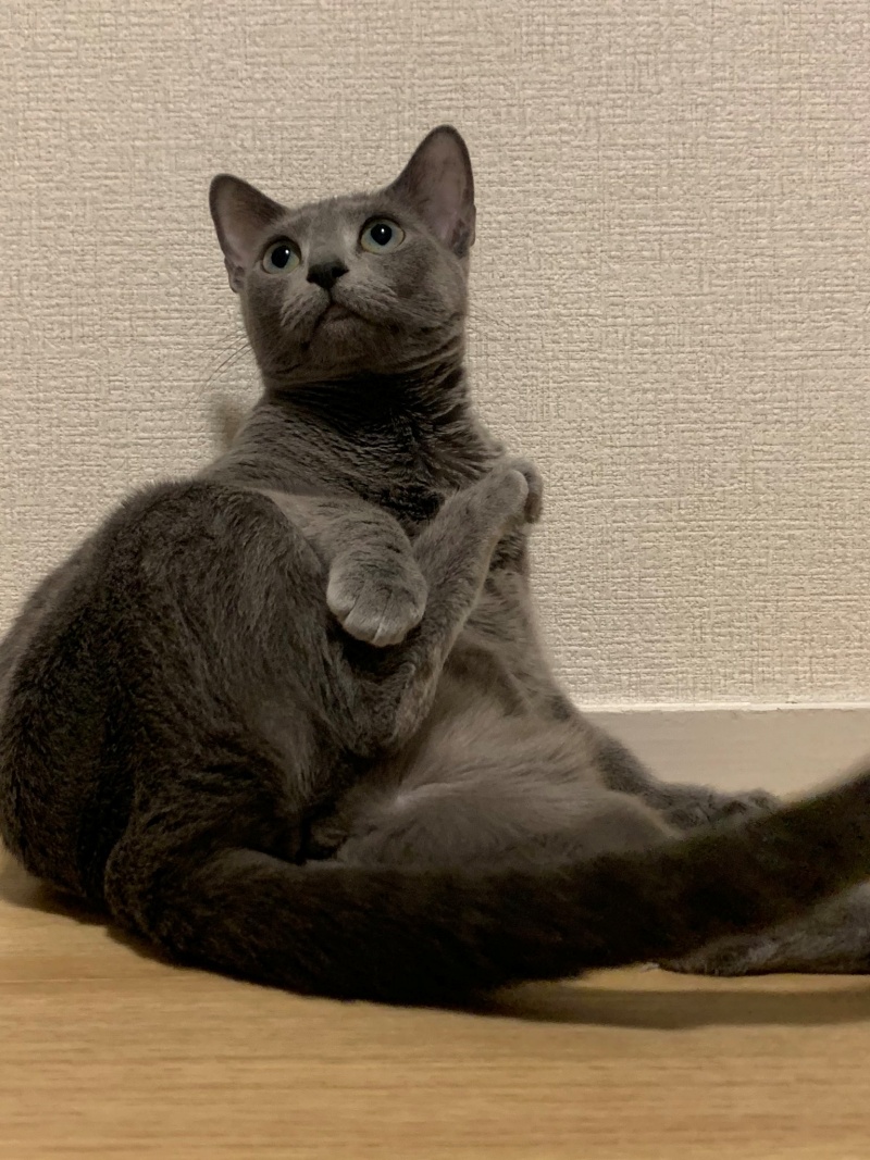 推主家的貓咪。（圖／Twitter@yoshidaterukazu）
