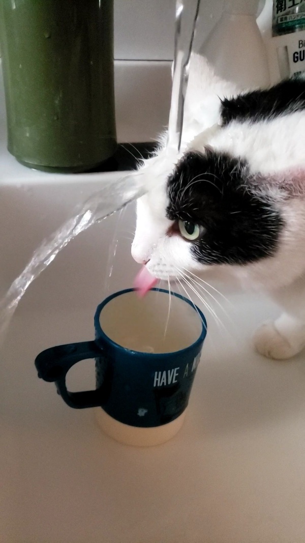 啊嗯嗯嗯，喝水喝水。（圖／Twitter@Tsukiko9） 