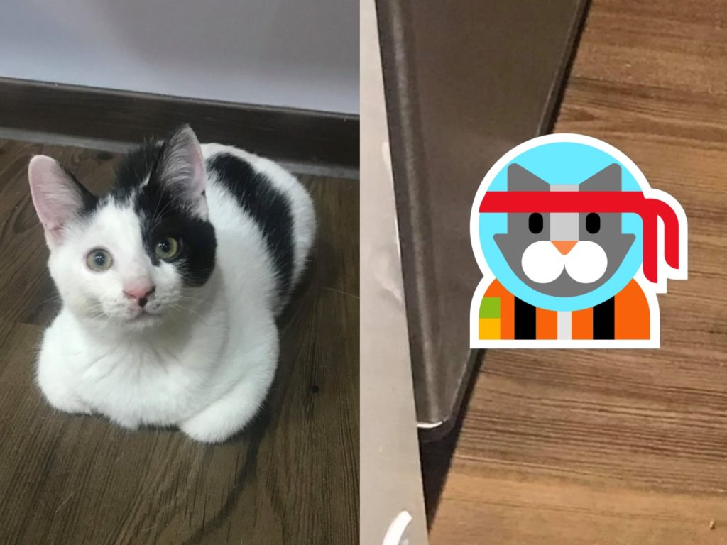 網友飼養的乳牛貓「鐵牛」日前鬧出笑話（圖／網友Jolene Yang授權提供）