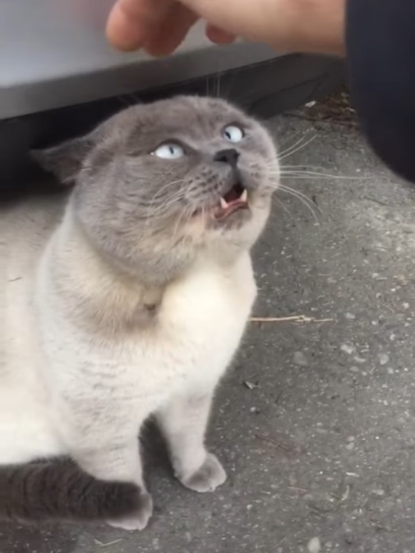 男子在車旁遇大頭貓　牠狂唸「布拉布拉布拉」：別碰我喔！