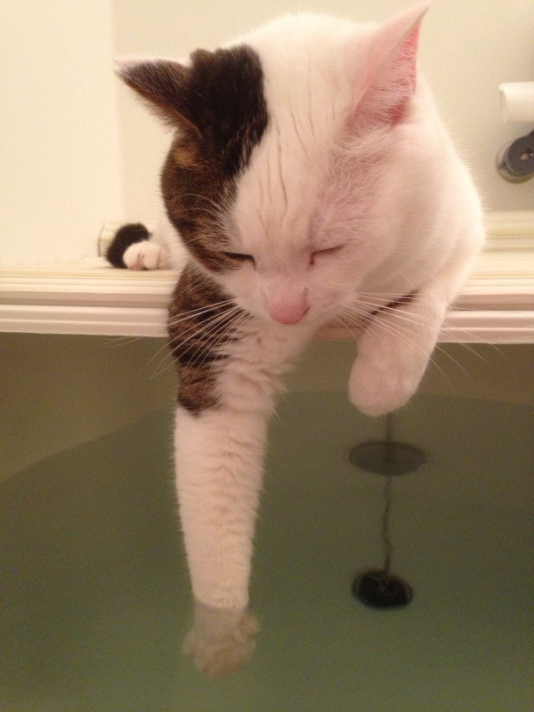 貓奴洗澡主子要先「試水溫」　肉球泡水沒動靜一看讓人笑噴