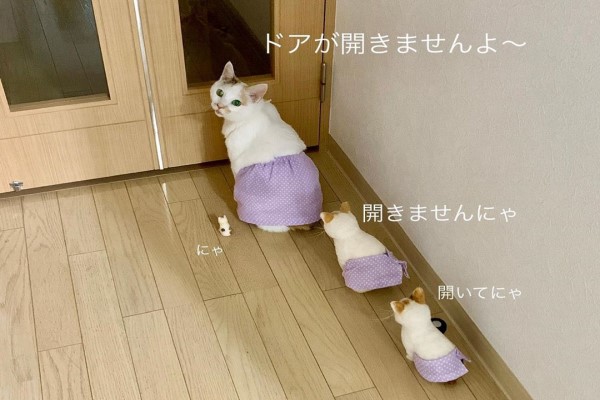 日本三花貓穿裙子超可愛　萌照背後竟有滿滿洋蔥！