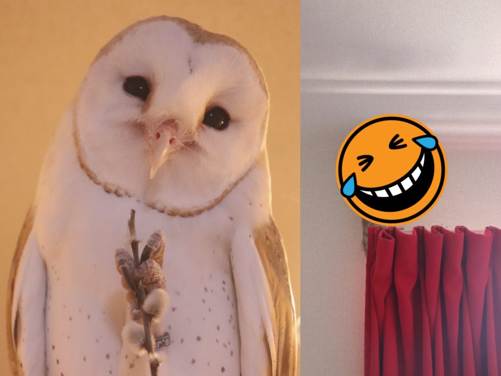 沒想到聽到討厭的吸塵器聲音，竟然變成這樣。（圖／Twitter@mqmx666） 