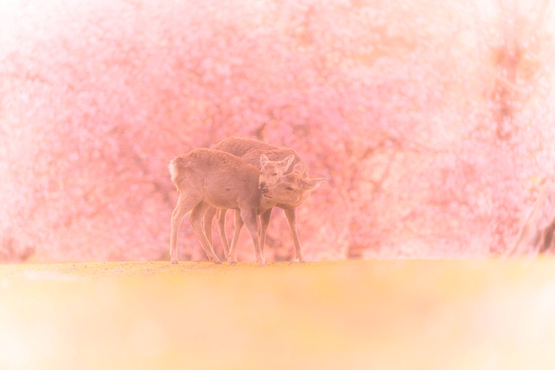小鹿在一片粉嫩的櫻花中追逐嬉戲，充滿浪漫柔和的療癒感。（圖／Twitter@v0_0v______mk）
