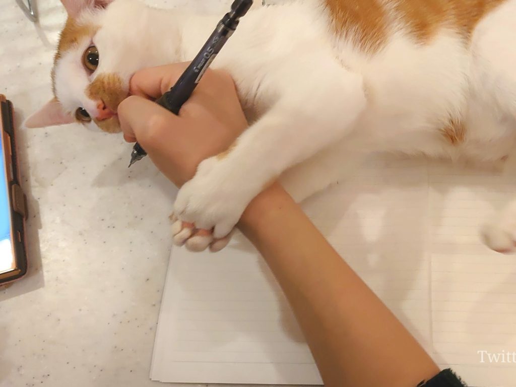 在家工作竟需要經過主子同意？！ 橘白貓陪我玩~ 