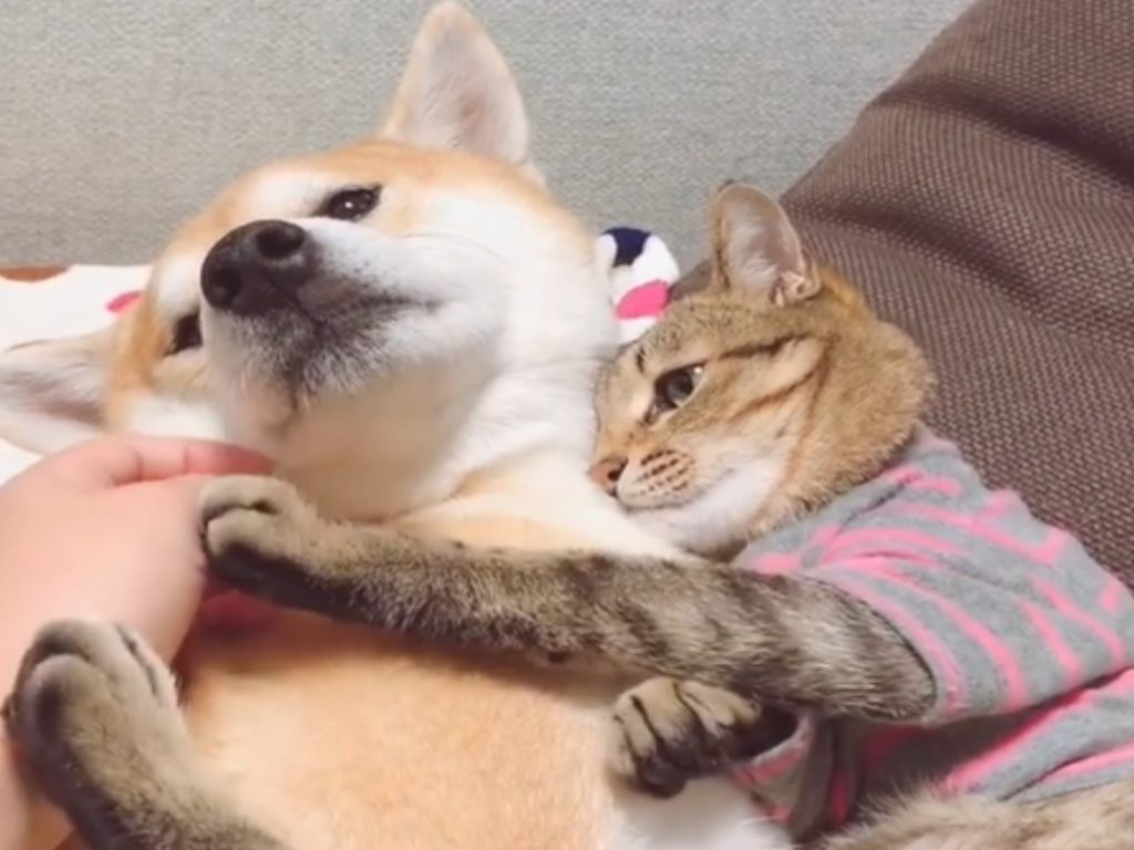 虎斑貓推開主人想要摸柴犬的手（圖／IG@halu4809）