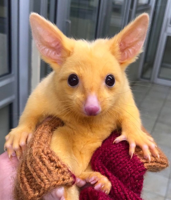 澳洲出現稀有黃金負鼠　網嗨翻：皮卡丘4你？