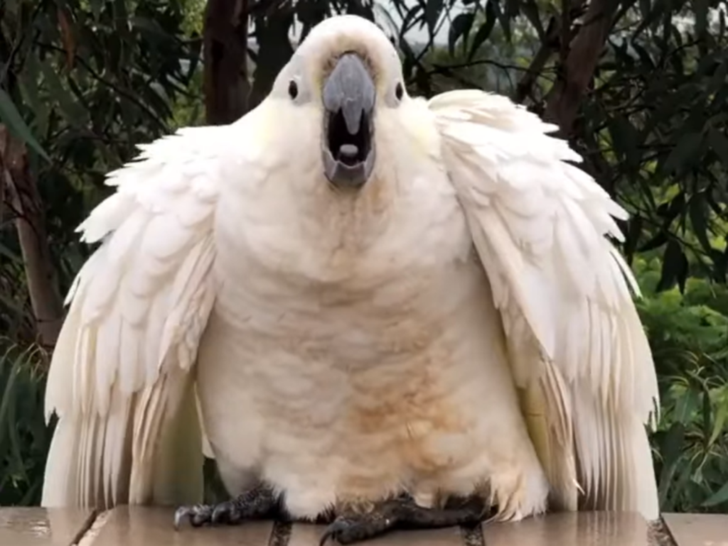 很餓！！！快把食物交粗乃！！（圖／IG@sydneycockatoos） 