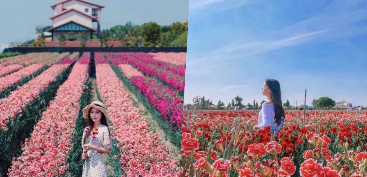 ▲夢幻康乃馨花田。（圖／授權自ig @kuuyichen、@_a.raw_）