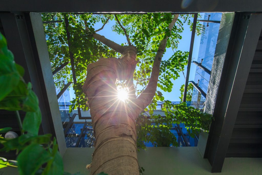 ▲全台首間以紫檀樹木為中心的星巴克｜The building is the first of its kind in Taiwan to be centered on rosewood trees. (Courtesy of Starbucks)