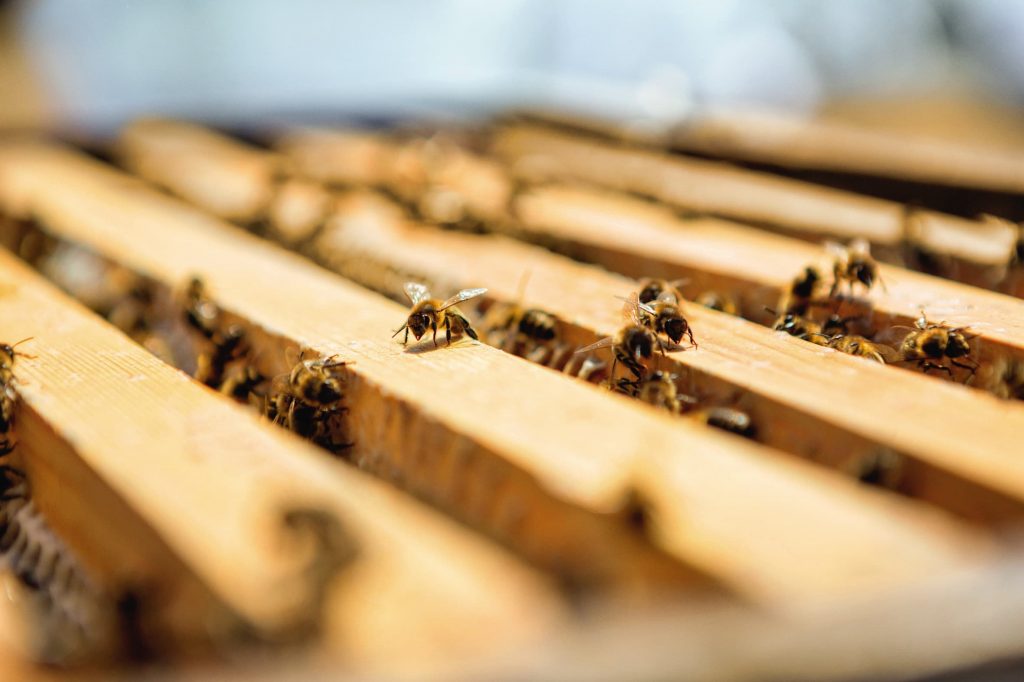 ▲嬌蘭長期關注蜜蜂保育。（圖／嬌蘭）