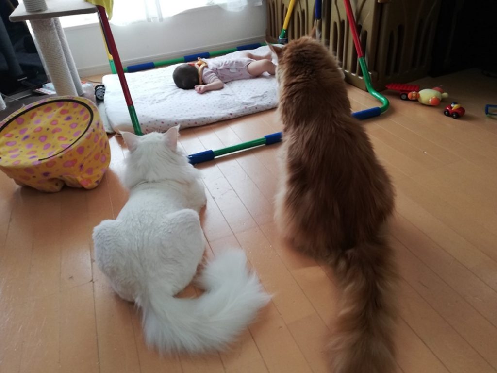 兩隻喵星人守護熟睡中的嫩嬰妹妹　網讚一級棒保鑣！