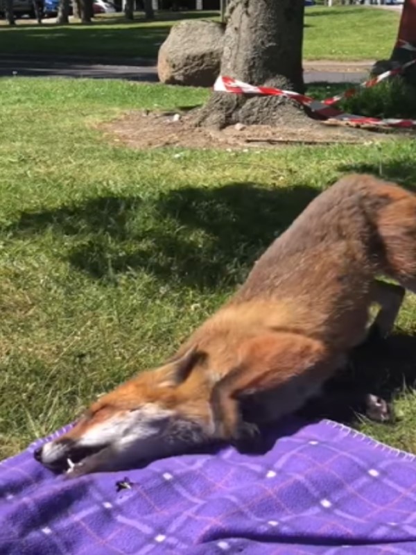女子在草地野餐　忽遇野生狐狸靠近磨蹭毯子：好舒服喔！