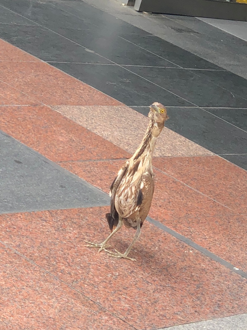 這隻鳥擁有褐色羽毛、黃色眼睛，呆若木雞，拉長著脖子站在出入口旁邊。（圖／Twitter@rukikikikiki） 