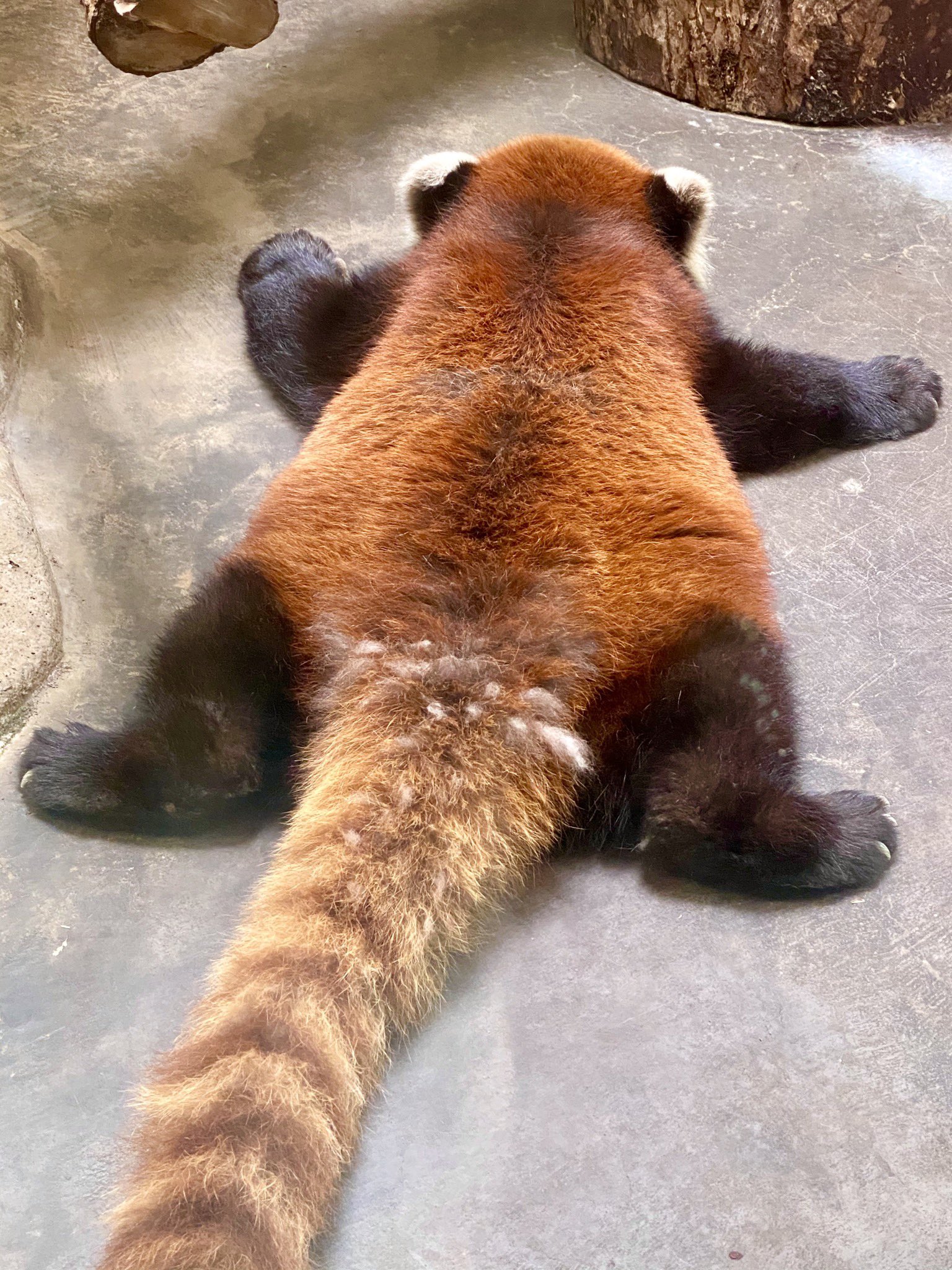 小熊貓趴睡的姿勢令網友驚呼好可愛！（圖／Twitter@gorilla_iro_no）