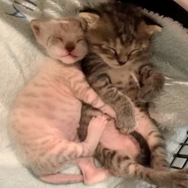 小奶貓姊弟感情超好　睡覺一定互相抱甚至還要牽手手！