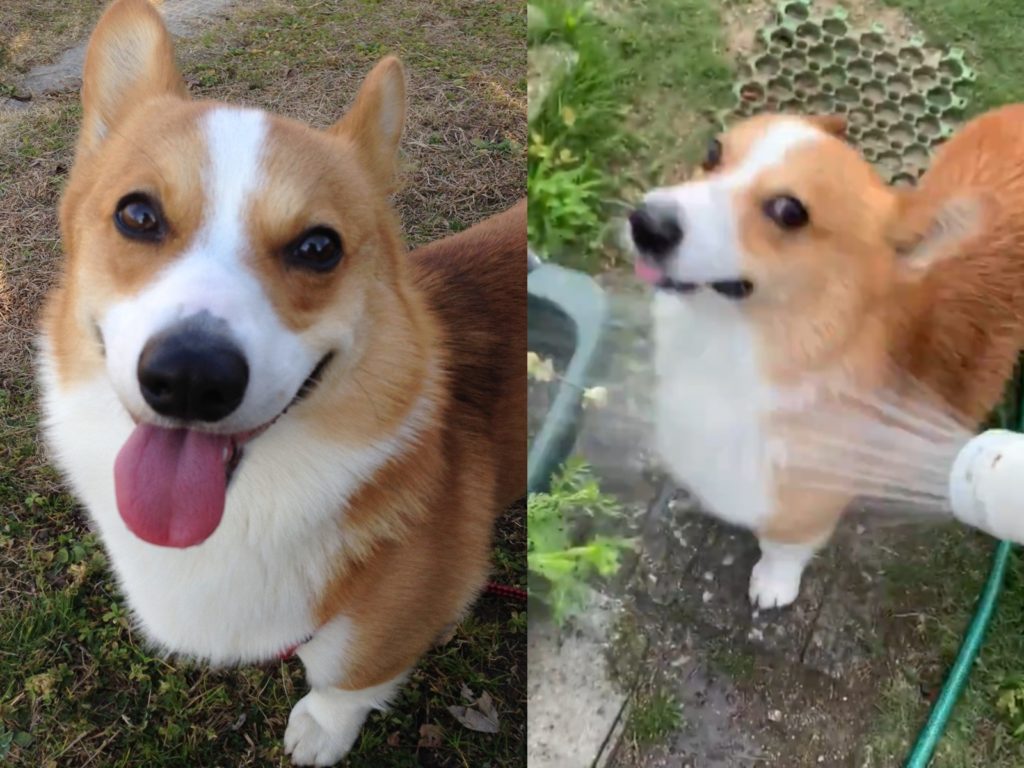 期待夏天到來的柯基　迫不及待專屬潑水節降臨！