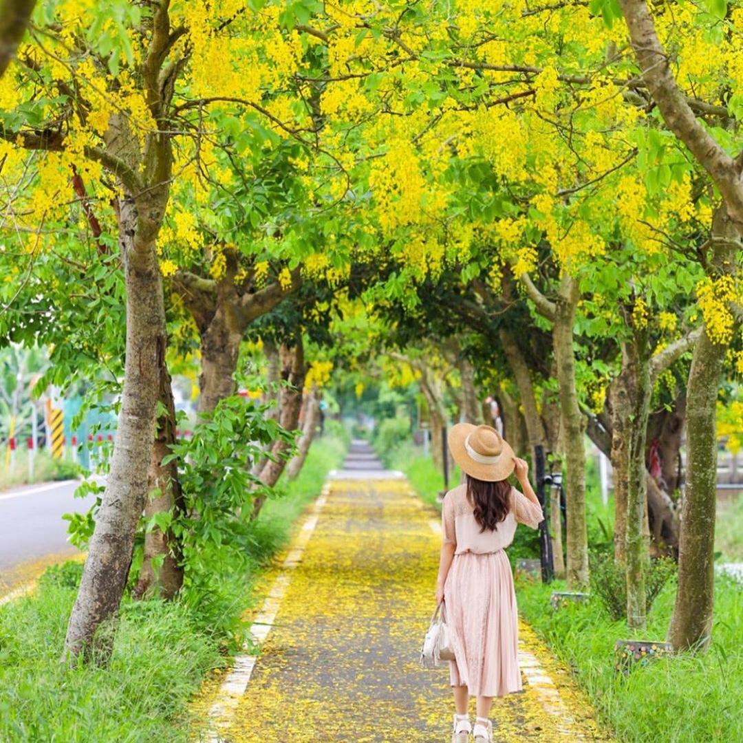 ▲夏日限定黃金雨-蒜頭自行車道。（圖／授權自ig：hsingfang20）