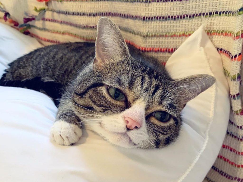 一隻喜歡抱抱的小虎斑貓改變了一家人的生活（圖／IG@sherman_doing_things）