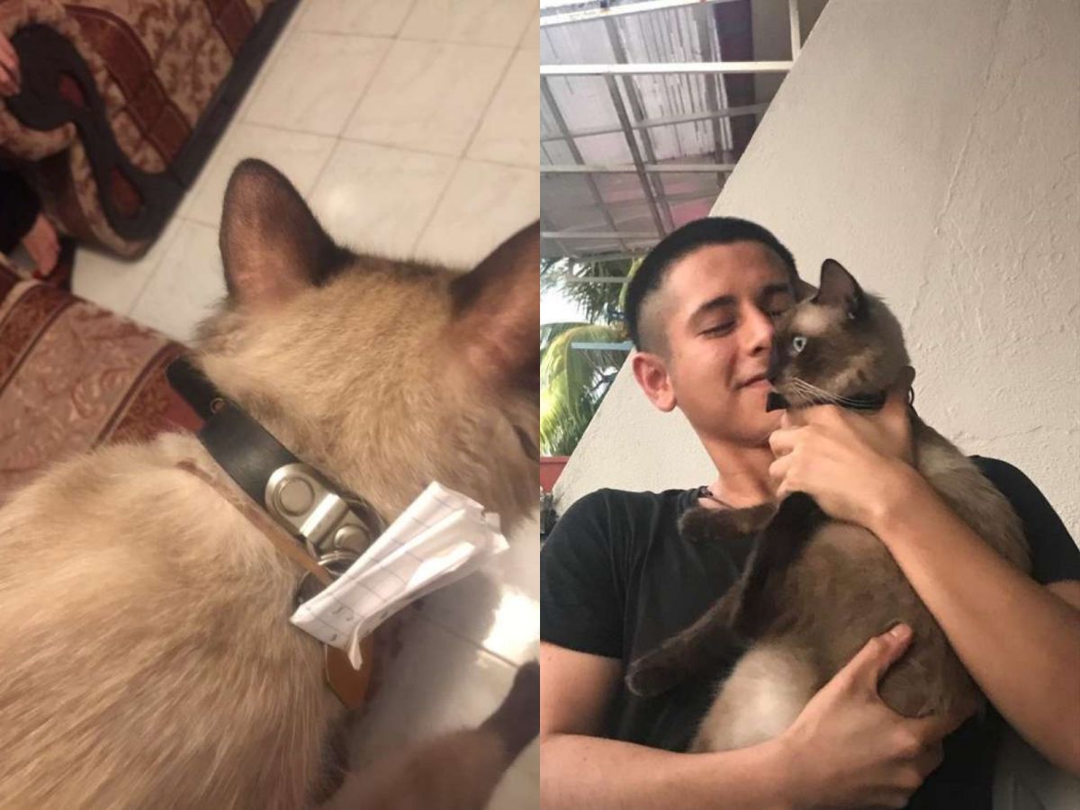 ▲一次，尼洛不只外出好幾天才回來，而且還變胖了！（圖／Héctor Morales）