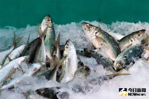 福島核災引發魚類食安疑慮　原能會：10年檢測均正常
