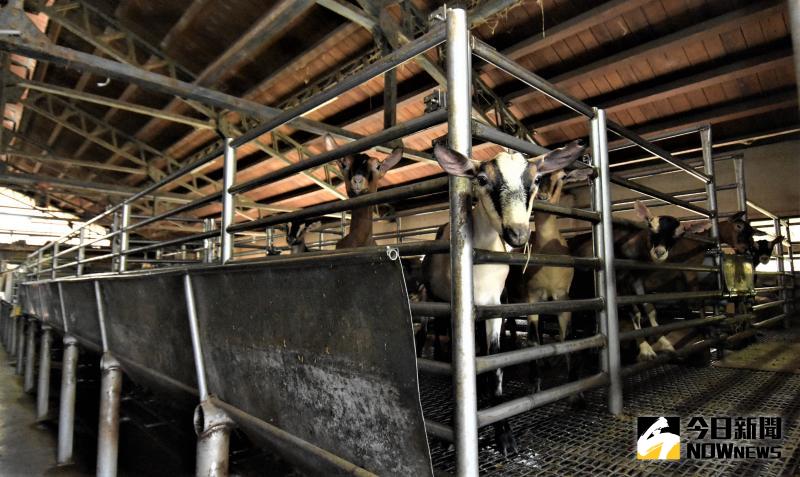▲彰化縣乳羊場共計29場,乳羊養頭數計4,526頭,全國佔比率為11.1%。(圖/記者陳雅芳攝,2020.06.01)