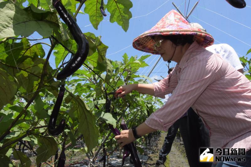 ▲彰化縣長王惠美前往麻糬茄園體驗採收新鮮的麻糬茄。（圖／記者陳雅芳攝，2020.06.01）
