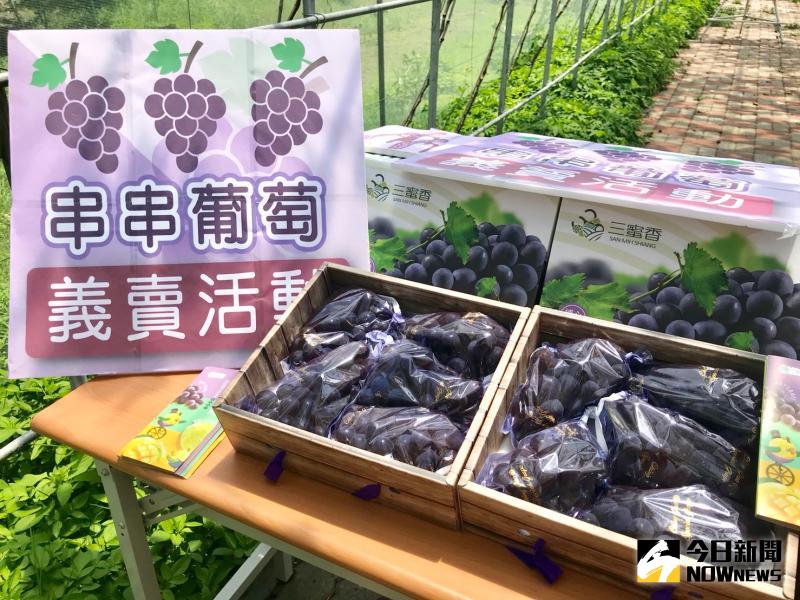 ▲全世界生產最多,分布最廣的水果葡萄,現在4、5月就有新鮮的葡萄可以品嘗,因此也擁有「北半球第一顆葡萄在彰化」的美譽。(圖/記者陳雅芳攝,2020.06.01)