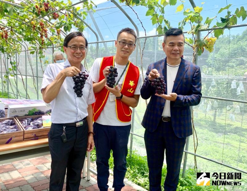 ▲葡萄故事館館長許增鏞(右)慷慨捐助30箱葡萄,歡迎大家都來品嘗埔心鄉甜吻吻的好滋味,吃葡萄也一起為「愛老人」發聲。。(圖/記者陳雅芳攝,2020.06.01)