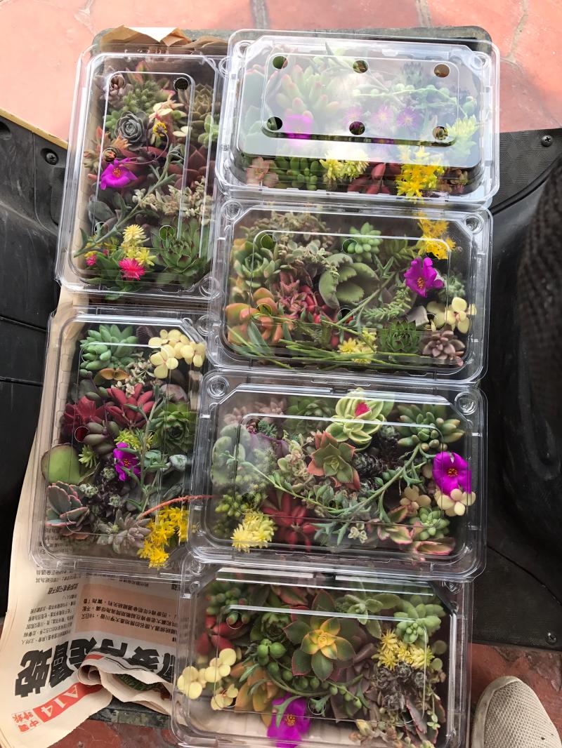 ▲園園藝業將多肉植物裝進小番茄用的塑膠盒,有人形容就像便當一樣,菜色豐富。(圖/荷蘭花園提供)