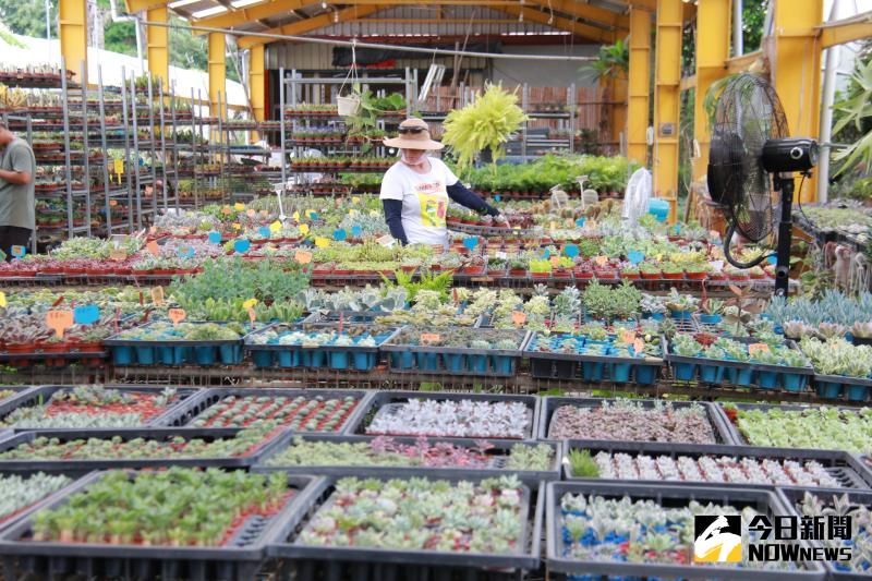 ▲田尾公路花園園藝業者推出一盒裝有20種多肉植物品種的「多肉便當」,讓民眾輕鬆移植,療癒吃到飽。(圖/記者陳雅芳攝,2020.06.03)