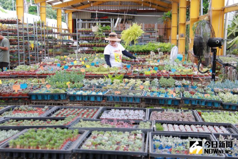 ▲田尾公路花園園藝業者推出一盒裝有20種多肉植物品種的「多肉便當」，讓民眾輕鬆移植，療癒吃到飽。（圖／記者陳雅芳攝，2020.06.03）