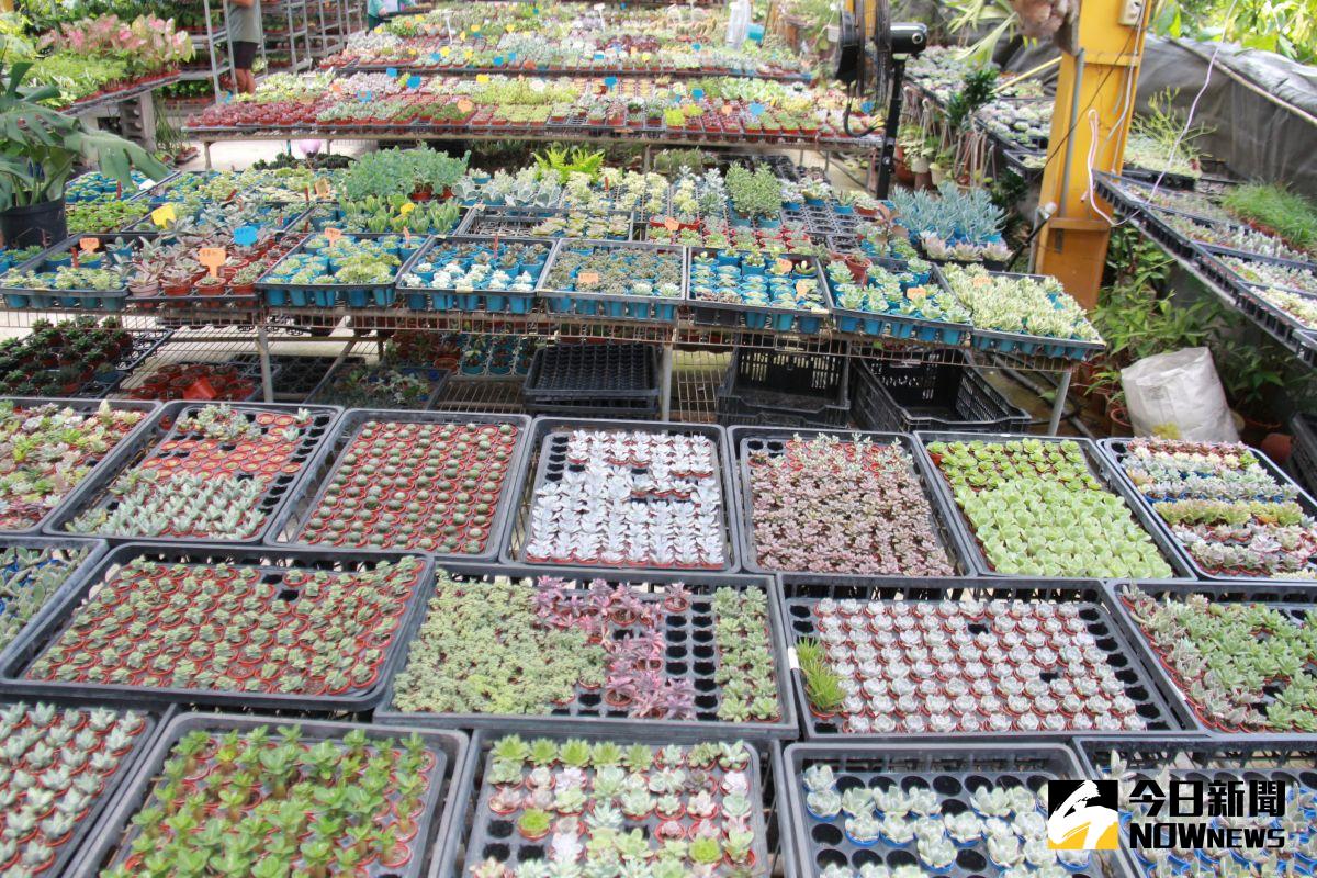 ▲園藝業者推出一盒裝有20種多肉植物品種的「多肉便當」，讓民眾輕鬆移植，療癒吃到飽，大受歡迎。（圖／記者陳雅芳攝，2020.06.03）