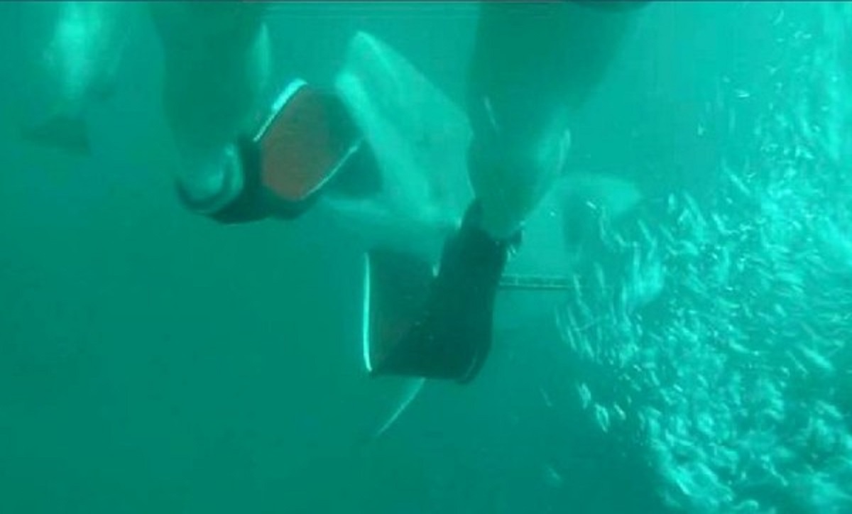 ▲18歲澳洲男子皮耶遭到公牛鯊襲擊。（圖／翻攝Lachlan Pye臉書）