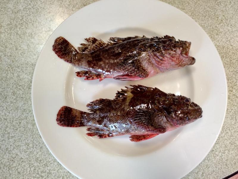 ▲肉質Q彈的石狗公,是東北角老饕指定美食(圖/新北農業局提供)
