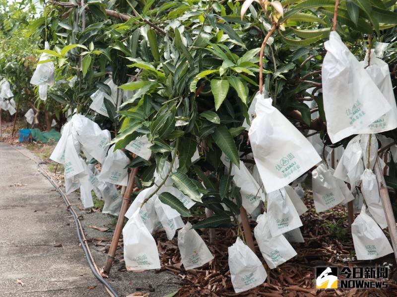 ▲員林市公所把補助農民「公所牌」水果套袋折換為現金,金額加倍。(圖/記者陳雅芳攝,2020.06.05)
