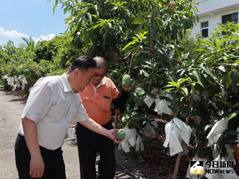 ▲水果套袋是培育優質水果的必備資材，員林市長游振雄指示擴大辦理肥料及套袋紓困方案，幫助農民紓困，減輕農產生產負擔以振興產業。（圖／記者陳雅芳攝，2020.06.05）