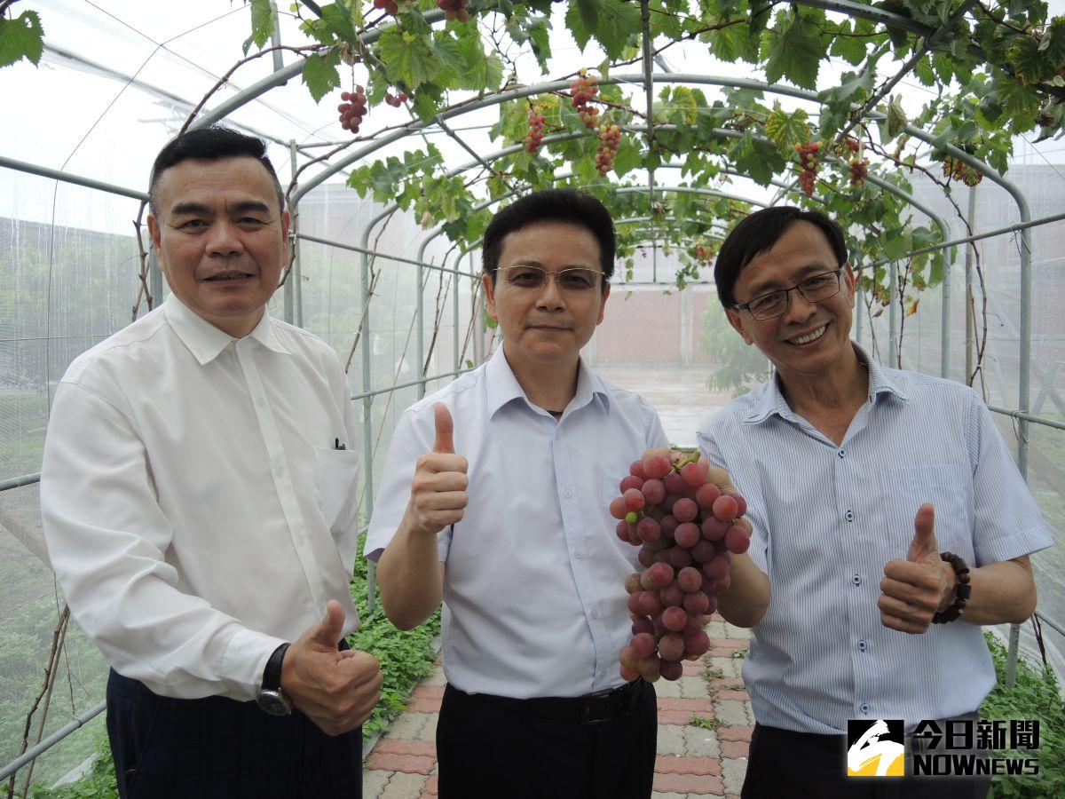 ▲埔心鄉農會打造全國唯一蜜紅葡萄隧道，串串葡萄紅、紫、綠相間，十分美麗，蜜紅葡萄帶著特殊的蜂蜜味，有「香水葡萄」之稱。（圖／記者陳雅芳攝）