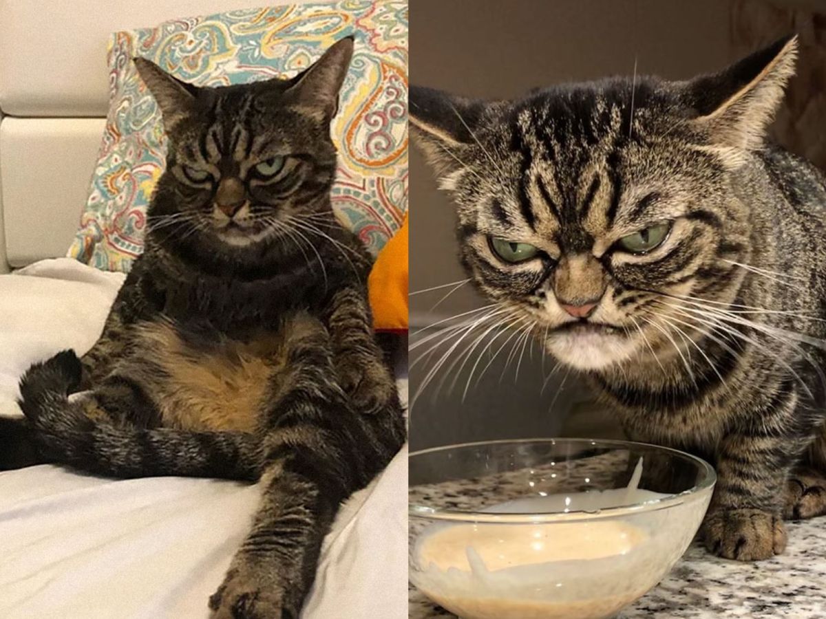 ▲新一代「臭臉貓」代表！