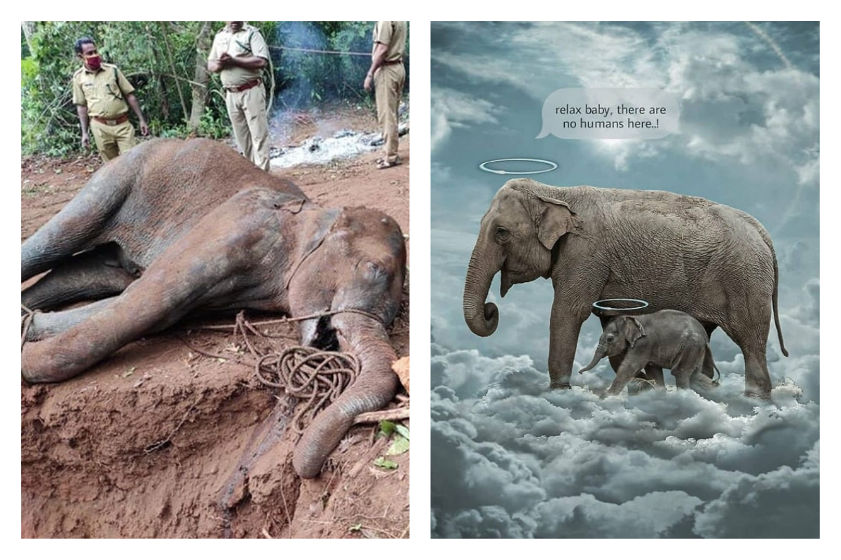 ▲印度一隻懷孕的母象被人餵食「塞鞭炮鳳梨」慘死，新聞曝光後在網路引發出創作潮，大家都很震驚這樣的悲劇。（圖／翻攝自 BoredPanda）