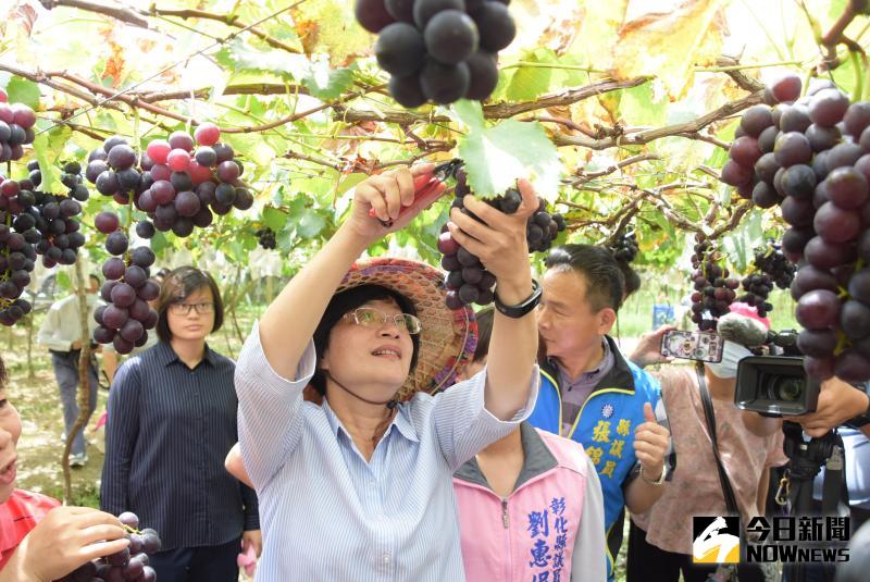▲彰化縣長王惠美化身農婦在果園採收葡萄。(圖/記者陳雅芳攝,2020.06.05)