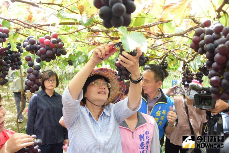 ▲彰化縣長王惠美化身農婦在果園採收葡萄。（圖／記者陳雅芳攝，2020.06.05）