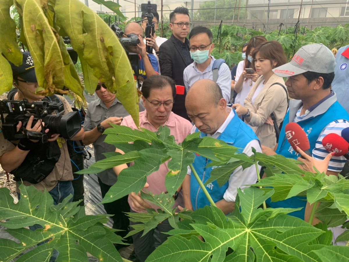 ▲罷免投票這天高雄市長韓國瑜繼續市政行程，到美濃旗山看木瓜農損。（圖／高雄市政府）