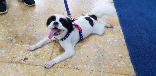 ▲吳朋奉愛犬碰碰。（圖 / 金熙國際提供）